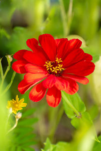 Close-up of red flower