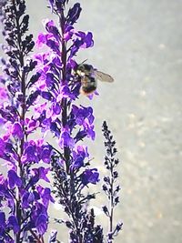 Bee on purple flower