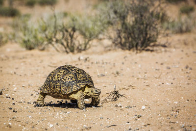 View of a turtle on the ground