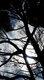 Low angle view of silhouette bare tree against sky