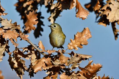 Low angle view of bird perching on tree