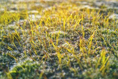 Close-up of grass on field