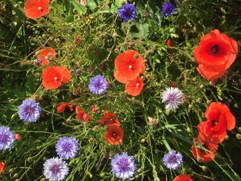 Close-up of red poppy blooming in field