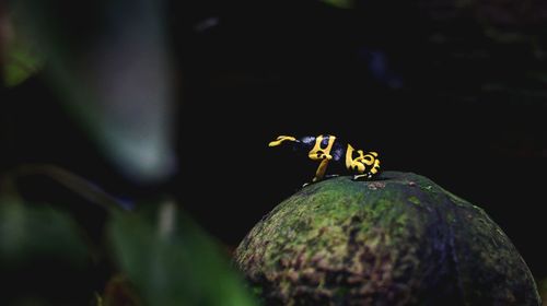 Close-up of ladybug on leaf