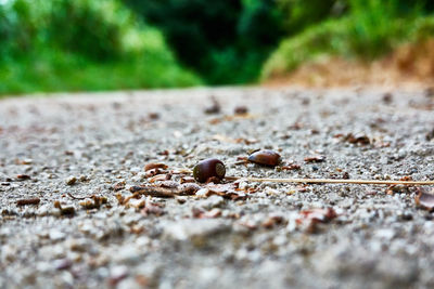 Close-up of dry leaf on land