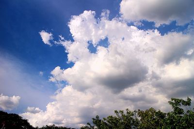 Low angle view of trees against blue sky