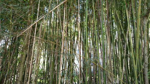 Bamboo trees in forest