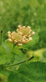 Close-up of plant