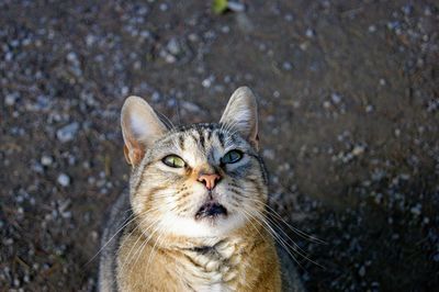 Portrait of cat