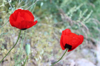 Close-up of red poppy flower