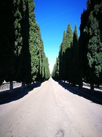 Road amidst trees against clear sky