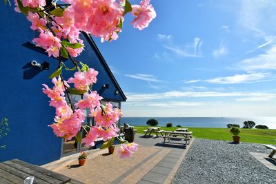 Pink flowering plants by sea against sky