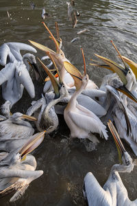 High angle view of birds in lake