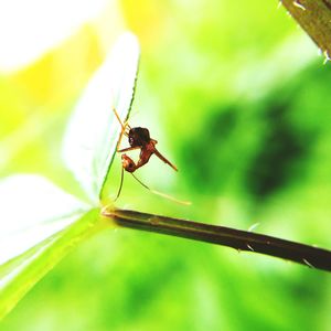 Close-up of insect on leaf