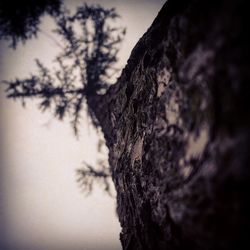 Low angle view of trees against sky