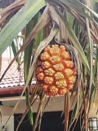 Close-up of fruits on flower