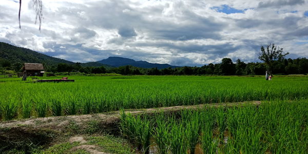 Scenic view of agricultural field against sky