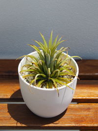 High angle view of potted plant on table