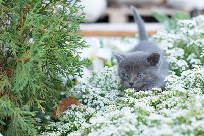 Portrait of a cat in field