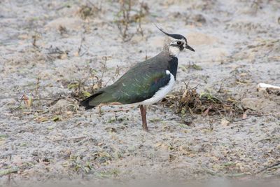 Close-up of bird perching on field