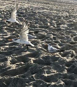 High angle view of seagull flying over beach