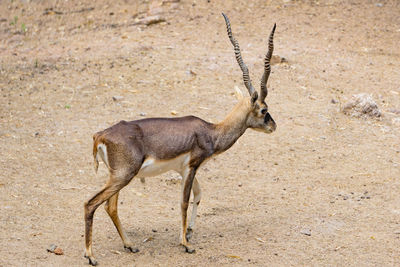 Horned blackbuck walking on the dry ground in the forest.