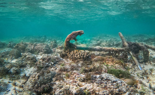 Turtle swimming in sea