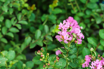 Close-up of pink flowering plant