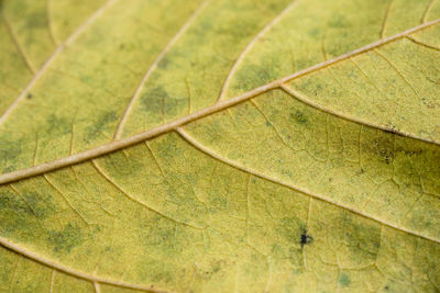 Full frame shot of leaf