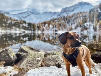 Dog standing on rock against snowcapped mountains