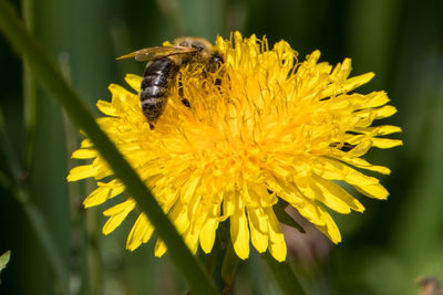 Close-up of bee pollinating on yellow flower