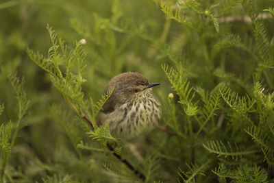 Close-up of bird perching on plant