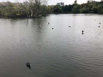 Ducks swimming in lake