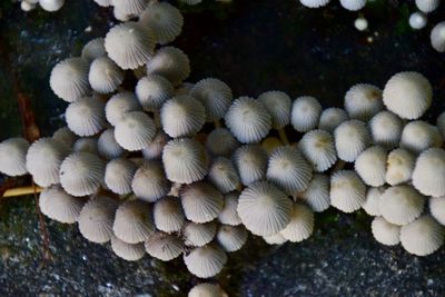 Close-up of mushrooms growing on plant