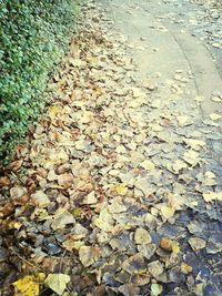 Leaves in autumn leaves