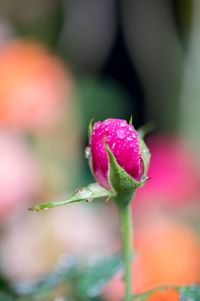 Close-up of pink rose
