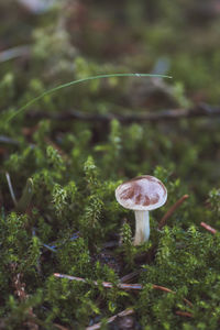 Close-up of mushroom growing in forest