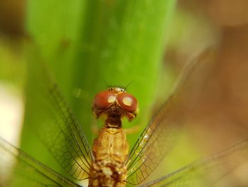 Close-up of insect on leaf