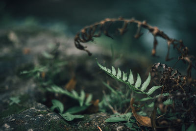 Close-up of fern on land