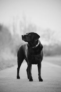 Dog looking away