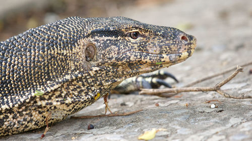 Close-up of a lizard