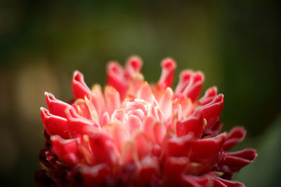 Close-up of pink flower