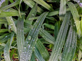 Close-up of wet plants during rainy season