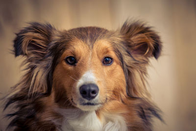 Close-up portrait of dog
