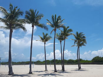 Palm trees on beach against sky