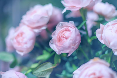 Close-up of pink roses