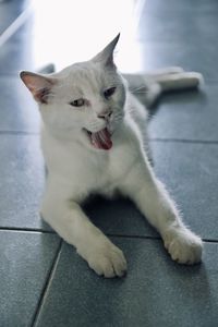 Close-up of cat lying on floor