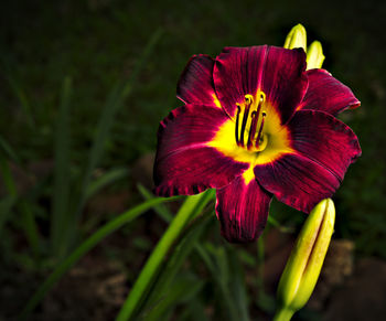 Close-up of flower