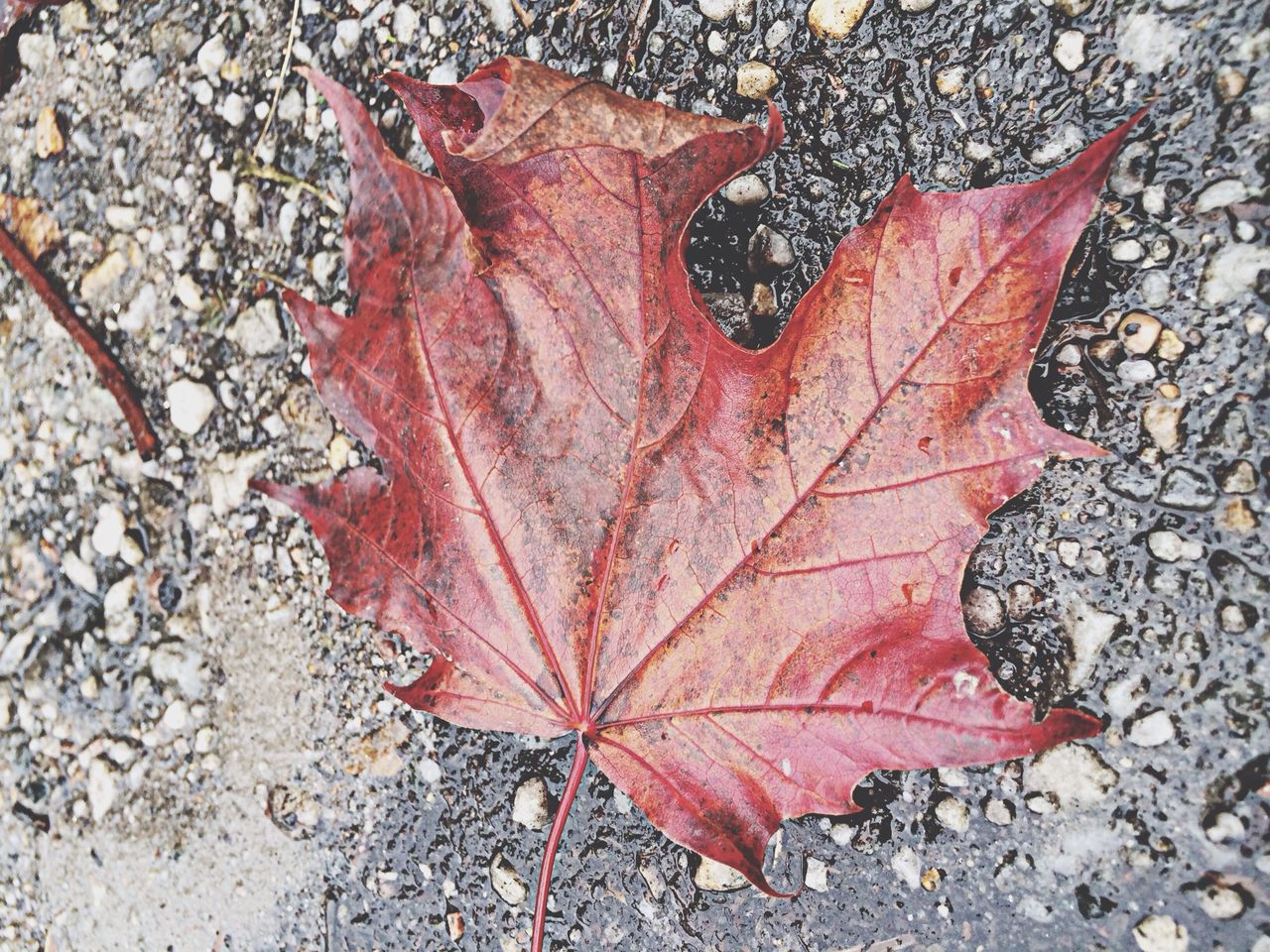 autumn, leaf, change, season, leaf vein, maple leaf, dry, natural pattern, close-up, red, nature, leaves, natural condition, textured, fallen, day, aging process, outdoors, fragility, pattern