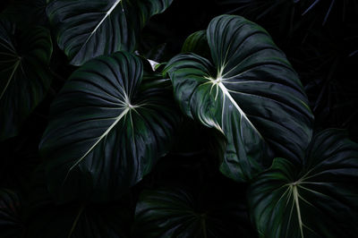 Close-up of green leaves